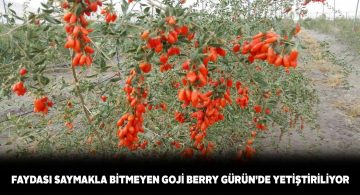 Gürün Ziraat Odası ‘Goji Berry’ üretmeye başladı