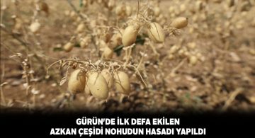 Gürün’de ekilen Azkan nohudu yüzleri güldürdü