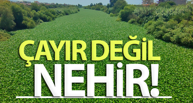 Hatay’da su sümbülleri Asi Nehri’ni istila etti