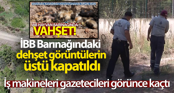 İBB Barınağındaki dehşet görüntülerin üstü kapatıldı, iş makineleri gazetecileri görünce kaçtı