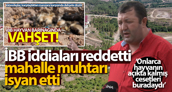 Mahalle muhtarından İBB’ye tepki: ‘Onlarca hayvanın açıkta kalmış cesetleri buradaydı’
