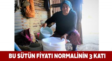 Manda sütü inek sütüne göre 3 kat daha pahalı