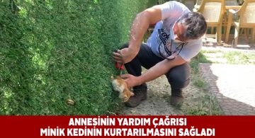 Minik kedi annesinin miyavlaması sayesinde kurtarıldı