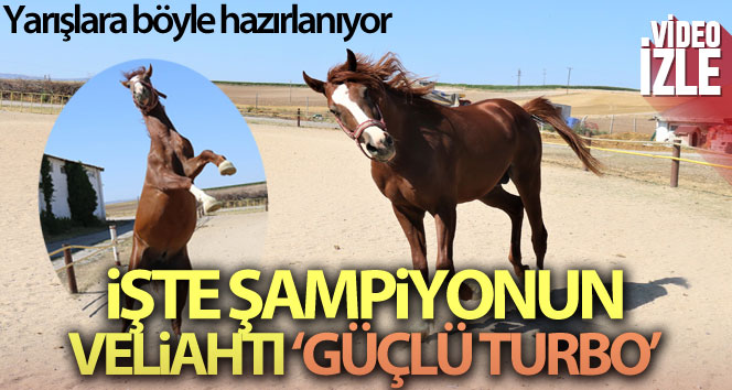 Şampiyonun yavrusu yarışlara böyle hazırlanıyor
