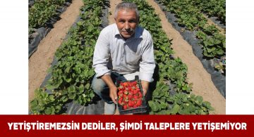 Sivas’ta çilek yetişmez diyenlere inat hasada başladı