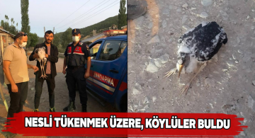 Sivas’ta görülen ‘Kara Leylek’ Doğa Koruma ekiplerine teslim edildi