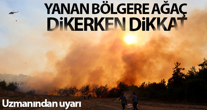 Yanan alanlara habitatı değiştirecek ağaç dikilmemeli