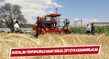 Yüksek adaptasyonlu buğday çeşitlerinin hasadı gerçekleştirildi