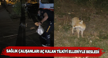 Acil tıp teknisyenleri elleriyle tilki besledi