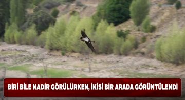 Sivas’ta iki ‘Kara Leylek’ birlikte görüntülendi