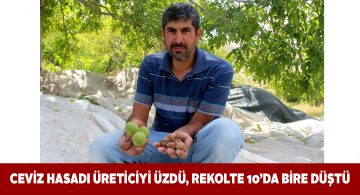 Sivas genelinde hasat edilen ceviz üreticinin yüzünü güldürmeyecek