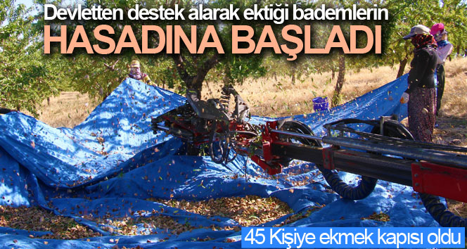 Devletten destek aldı, bin dönüm arazi üzerine ektiği bademlerin hasadına başladı