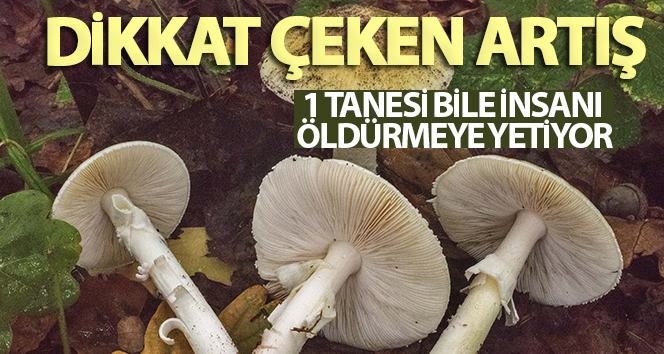 Doğu Karadeniz’de mantar zehirlenmelerinde dikkat çeken artış