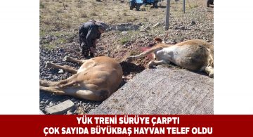 Sivas’ta meydana gelen üzücü kazada hayvanlar telef oldu