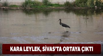 Sivas’ta görülen ‘Kara Leylek’ şaşkınlığa neden oldu