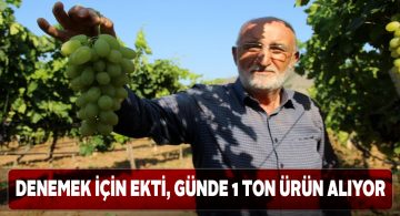 Sivas’ta üzüm yetişmez diyenleri pişmanlığa uğrattı