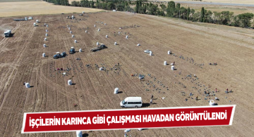 Sivas’ta tohumluk patates hasadı havadan görüntülendi