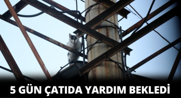 5 Gün Kurtarılmayı Bekleyen Sevimli Kedi Kaçtı!