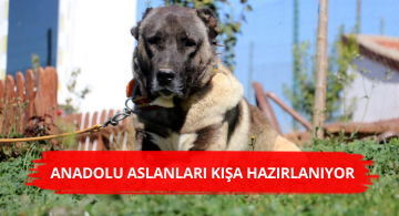 Kangallar Kışa Hazırlanıyor