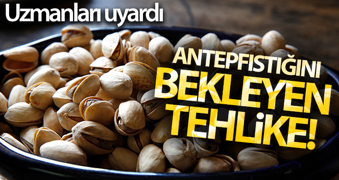 Antepfıstığını bekleyen tehlike