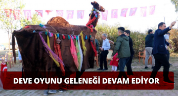 Altınyayla’da Deve Oyunu Geleneği Yaşatılıyor!