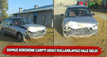 Altınyayla ilçesindeki kazada 1 domuz telef oldu