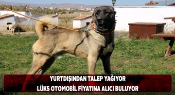 Sivas Kangal köpeğinin fiyatları dudak uçuklattı