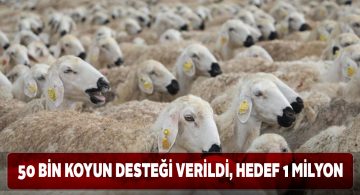 Bu proje sayesinde Sivas’taki hayvan varlığı artıyor