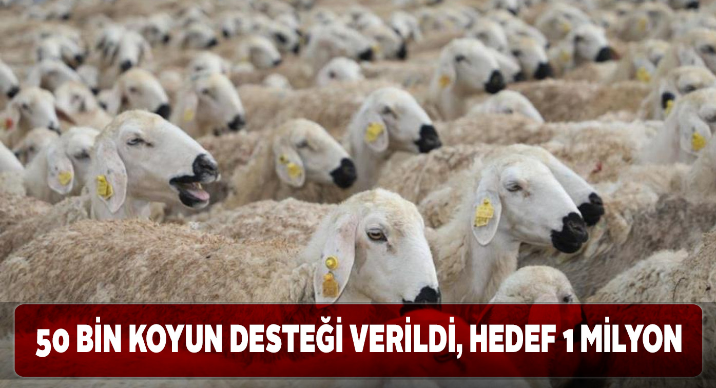 Bu proje sayesinde Sivas’taki hayvan varlığı artıyor