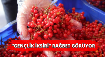 Gilaburu Bitkisi İlgi Görüyor!