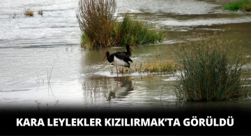 Kara Leylekler Kızılırmak’ta Görüntülendi