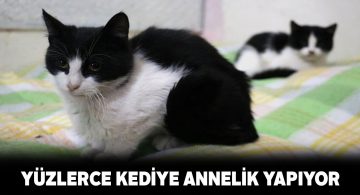 200 kediye annelik yapan hayvansevere Vali Ayhan’dan ziyaret