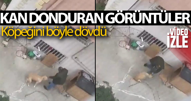 Maltepe’de doktorun köpeğine yumruklu şiddeti kamerada