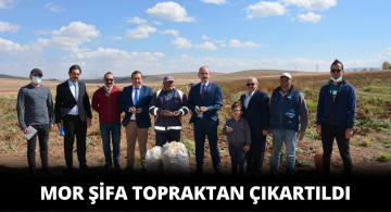 Sivas’ın Mor Şifasının Hasadına Başlandı