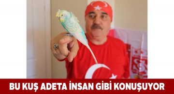 Sivaslı muhabbet kuşu mahallenin maskotu oldu