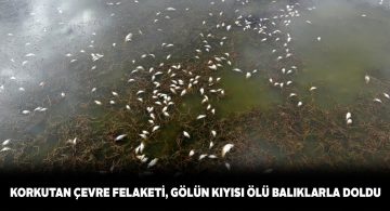 Ulaş gölündeki toplu balık ölümleri alarm seviyesinde