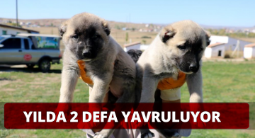 Yavruları 5 Bin TL’ye Kadar Satılıyor