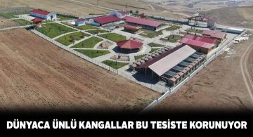 Kangal Köpeği Üretim, Eğitim ve Koruma Merkezine yoğun ilgi