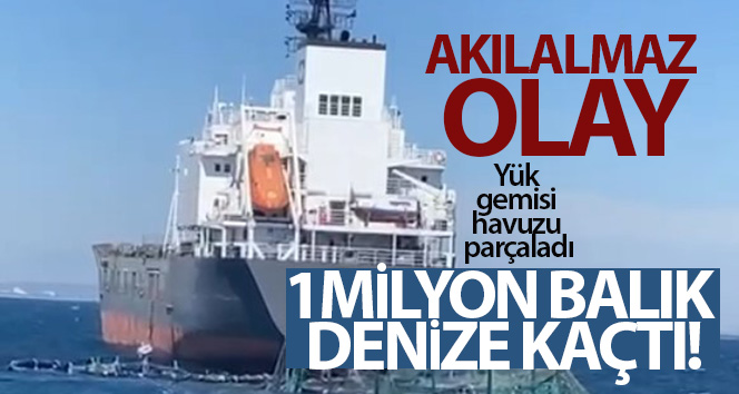 Yük gemisi balık havuzuna girdi, bir milyon balık denize kaçtı