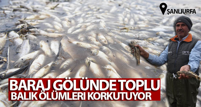 Baraj gölünde toplu balık ölümleri korkutuyor