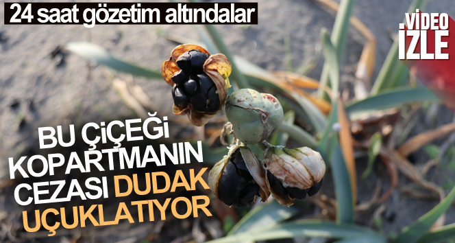 Bu çiçeği kopartmanın cezası dudak uçuklatıyor