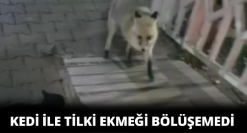 Tilki İle Kedinin Ekmek Kavgası