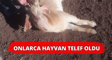 Ağıldan Kaçan Sürü Telef Oldu