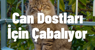 3 Yıl Önce Açtığı Kafede Sokak Hayvanları İçin Çabalıyor