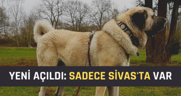 Kangal Yetiştirme Merkezi Ziyarete Açıldı