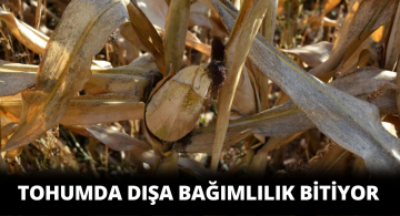 Tohum Islah Çalışmalarında Sona Gelindi!