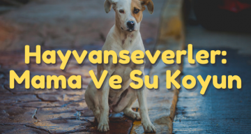 Hayvanseverler: Mama Ve Su Koymayı İhmal Etmeyin