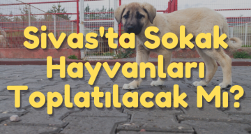 Sivas’ta Sokak Hayvanları Toplanıyor Mu?