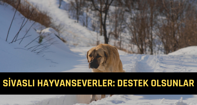 Sivaslı Hayvanseverler: Kapılarınızın Önüne Mutlaka Koyun