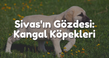 Kangal Yetiştiricileri Endişeli: Eğitimci Sayısı Azalıyor
